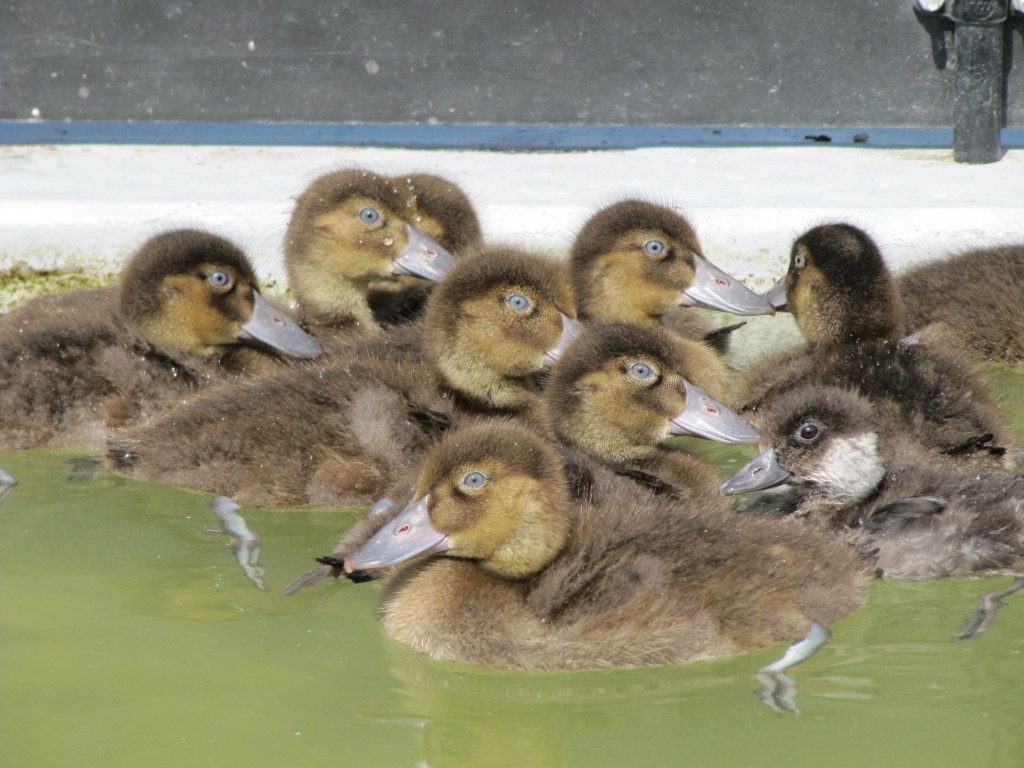 A stunning group of Scaup.