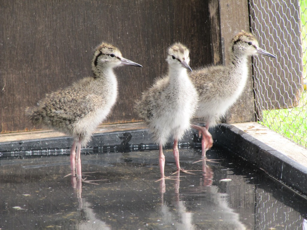 Redshank