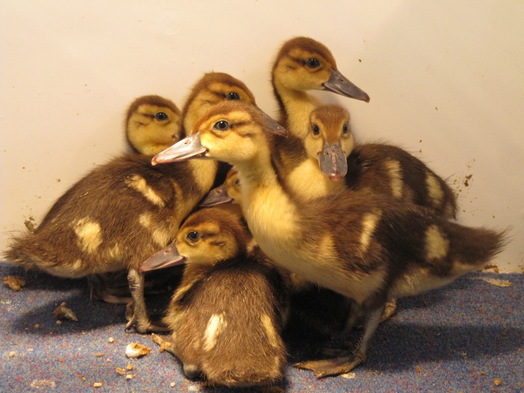 White-winged ducks, my fave!