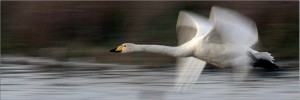 Nature in Action, Swan in flight, panned Tony Mills