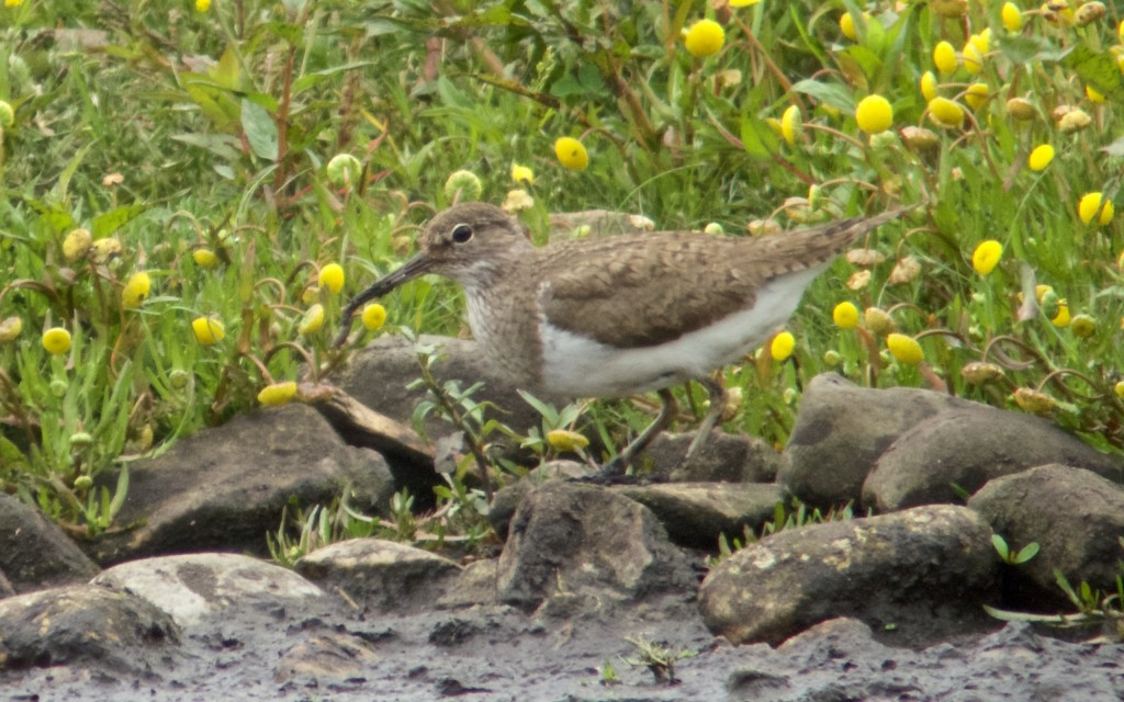 Up to 3 Common Sandpiper can be seen on the reserve at the moment (photo: T. Disley)