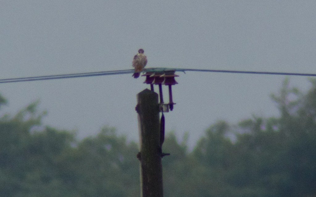 A distant shot of the Hobby (photo: T. Disley)