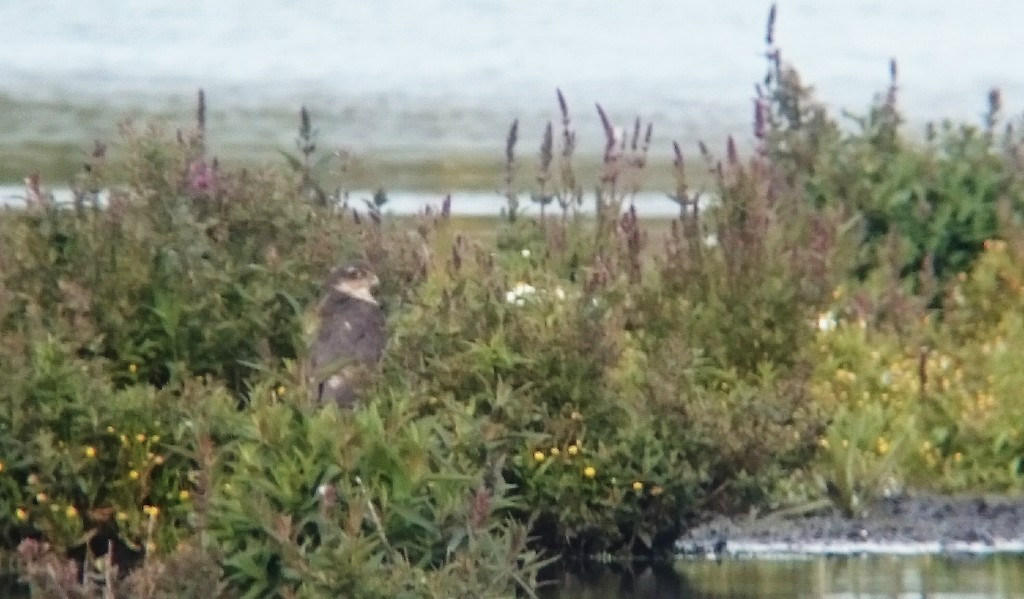 Sparrowhawk on the Mere wondering were the Snipe disappeared to.