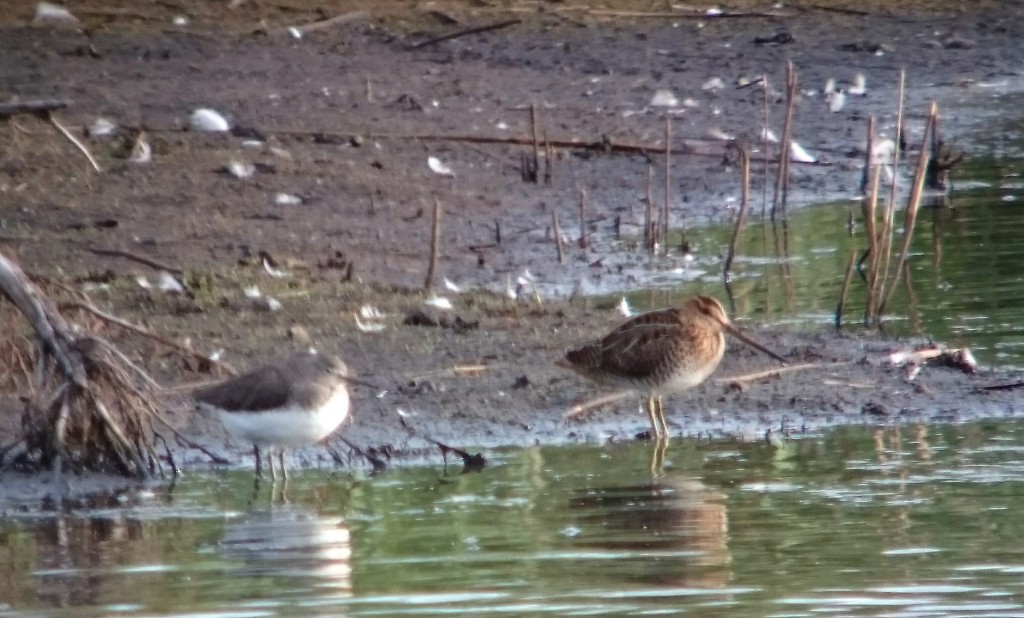 Green Sandpiper and Common Snipe showing well from the Harrier Hide