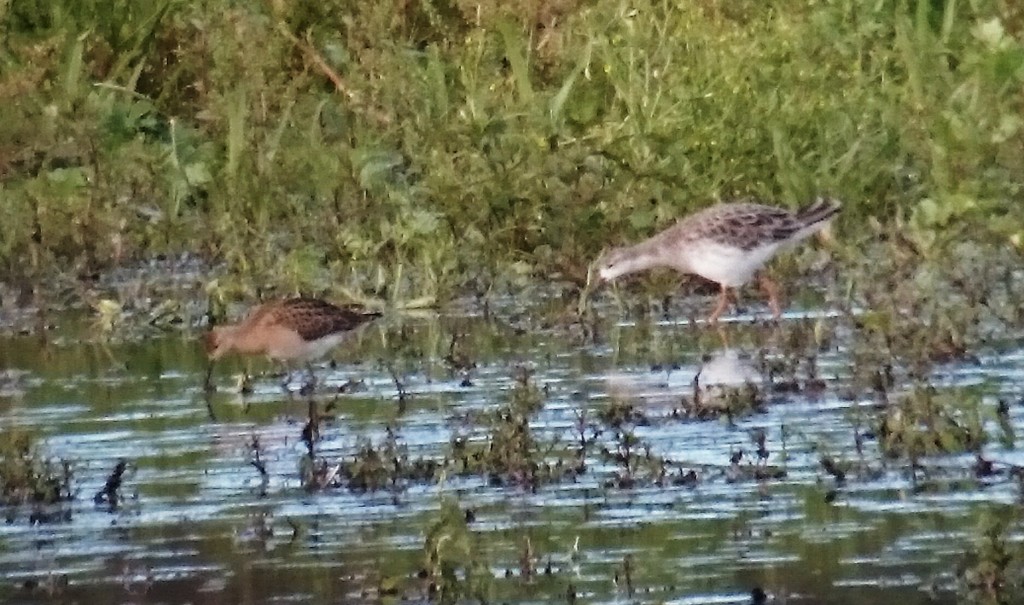 The buffy juvenile female Ruff on the right. Adult male in non breeding plumage on the left