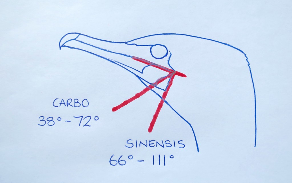 Drawing showing the angle difference between the two races of Cormorant (drawing: T. Disley)