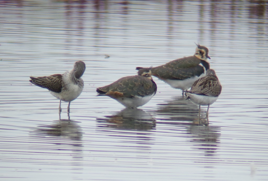 Two Greenshank appeared briefly on the Mere this morning before continuing their migration (photo: T. Disley)