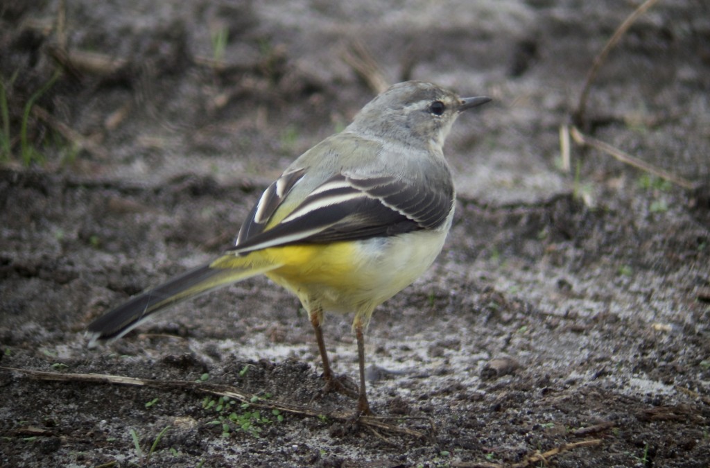 Grey Wagtail has been a regular visitor to the new island and new shoreline on the Mere (photo: T. Disley)