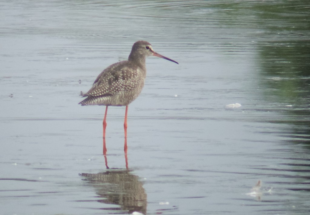 Juvenile Spotted Redshank which appeared early morning and was still present this evening though mobile (photo: T. Disley)