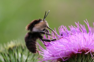 Ruderal bumblebee by Georgette Taylor