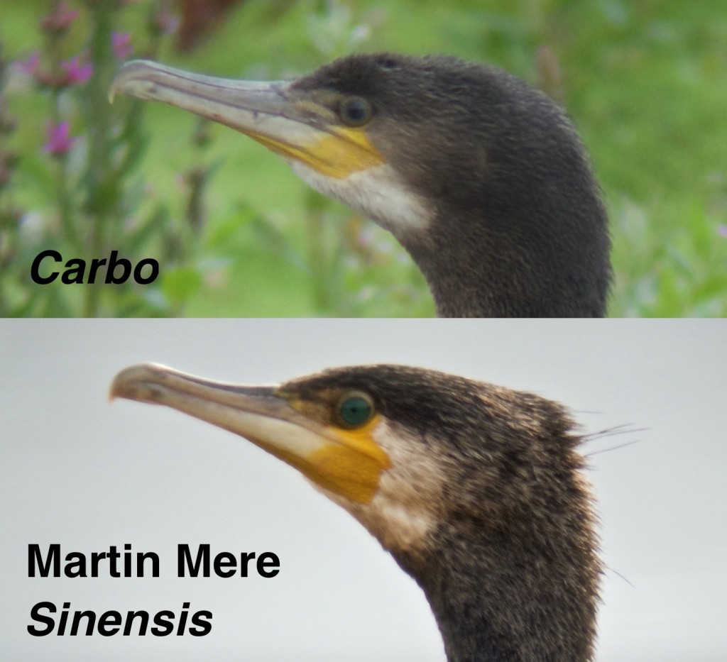 Continental Cormorant, comparison of the Martin Mere bird to a 'normal' Cormorant, showing the difference in the angle of the Gular Patch which is the bare yellow skin at the base of the bill (Photo: T. Disley)