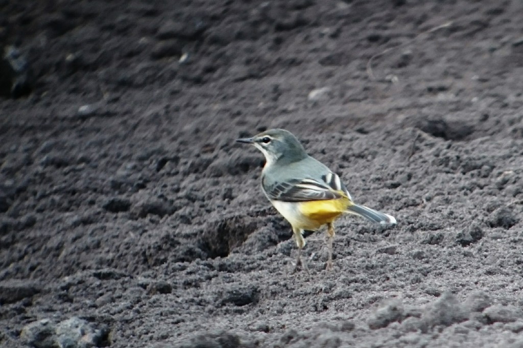 Grey Wagtail in front of the in focus shop