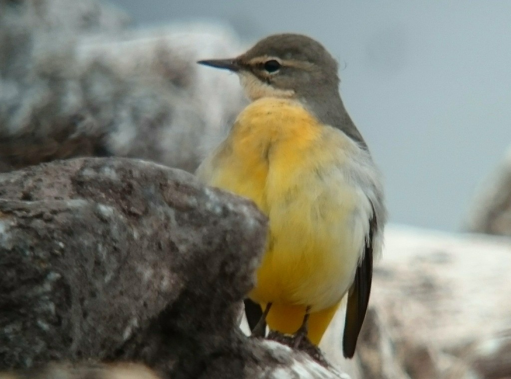 Grey Wagtail on the Mere