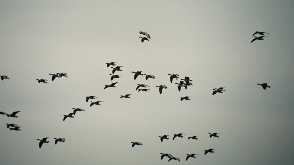 A skein of Pink-footed Geese newly arriving from Iceland