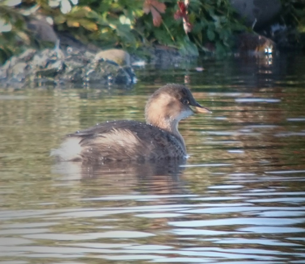 Young Little Grebe from the Hale Hide