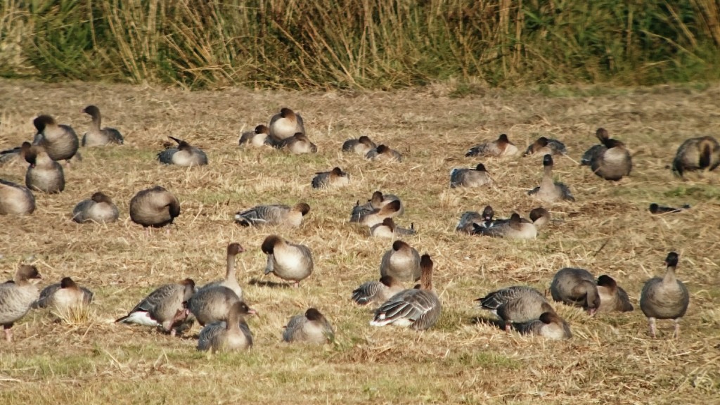 Pink-footed Geese loafing in the sun from the Ron Barker Hide