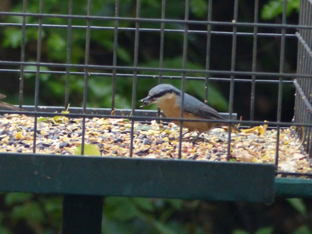 Nuthatch on the feeding station past Raines Hide near the toilets (Photo: G. Taylor)