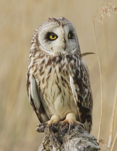 Short-eared owl