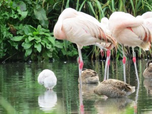 WA Chilean flamingo chick 14 September 2015