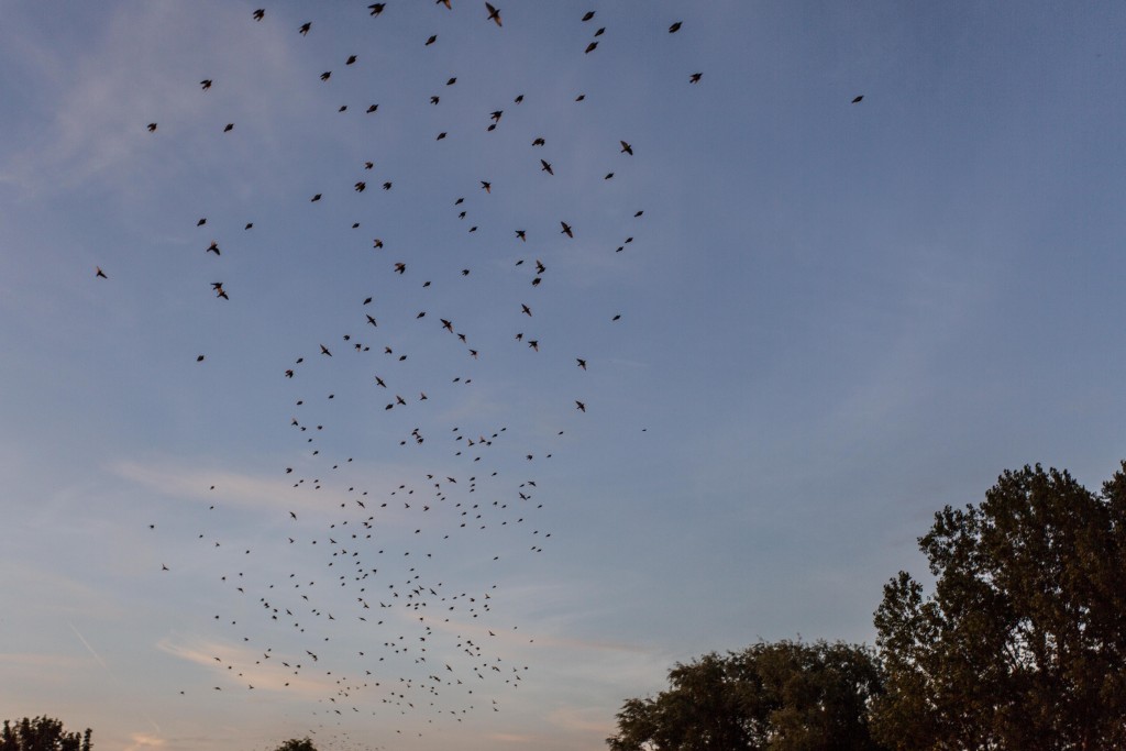 Starlings coming into roost