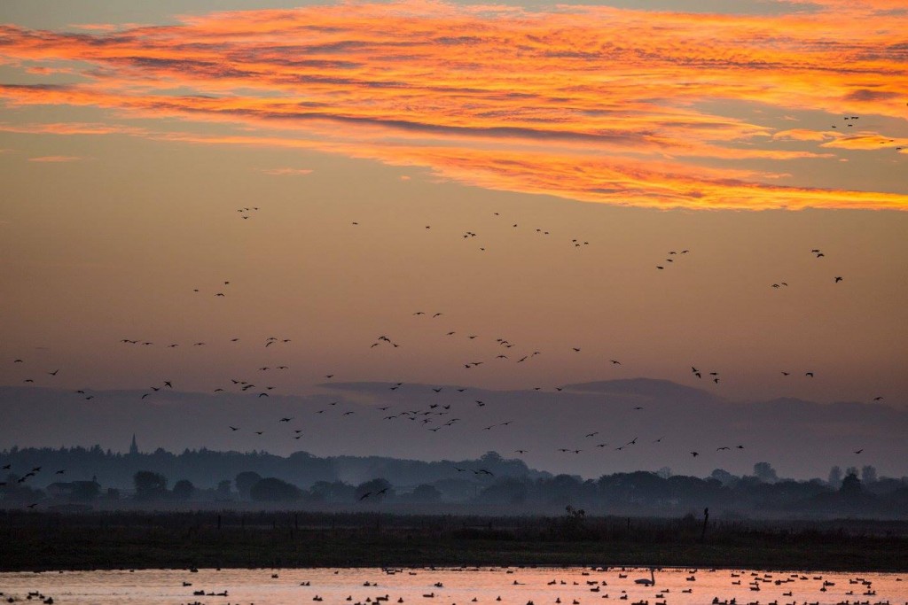 Pink-footed Geese coming into roost ( pic @AndyBunting )