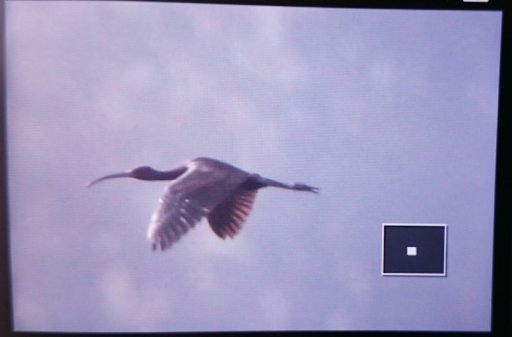'Back of the camera' shot of Glossy Ibis flying past the UU Hide