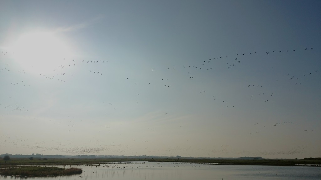 Thousands of Pink-footed Geese enjoying the sun