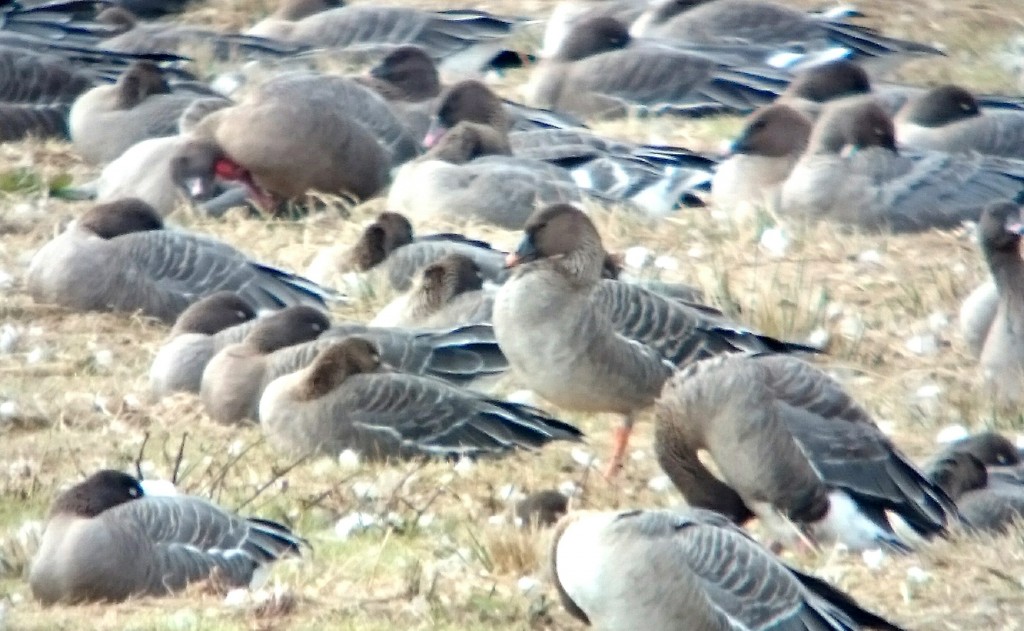 Tundra Bean Goose (standing). The second bird is asleep directly to the left.