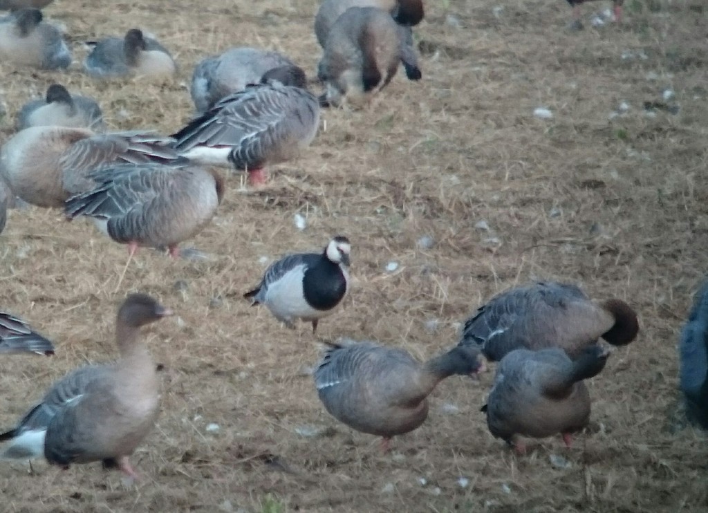 Lone Barnacle Goose over shooting it's wintering grounds. Is it a Greenland or Svalbard birds? 