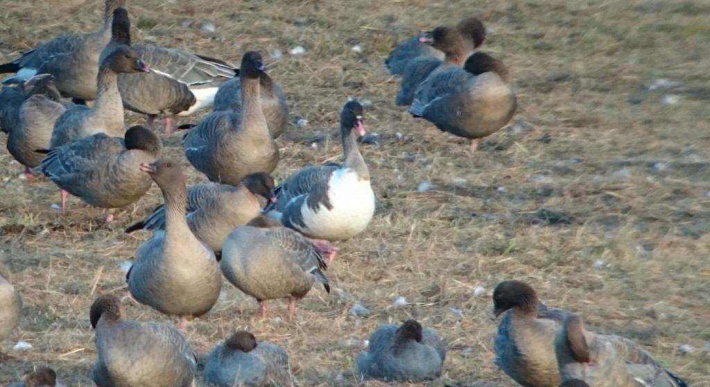 Distinctive partial leucistic Pink-footed Goose. This bird also has mostly white wings