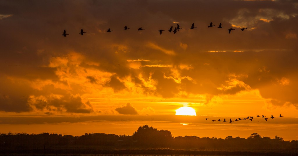 Pink-footed Geese at sunset (@AndyBunting)