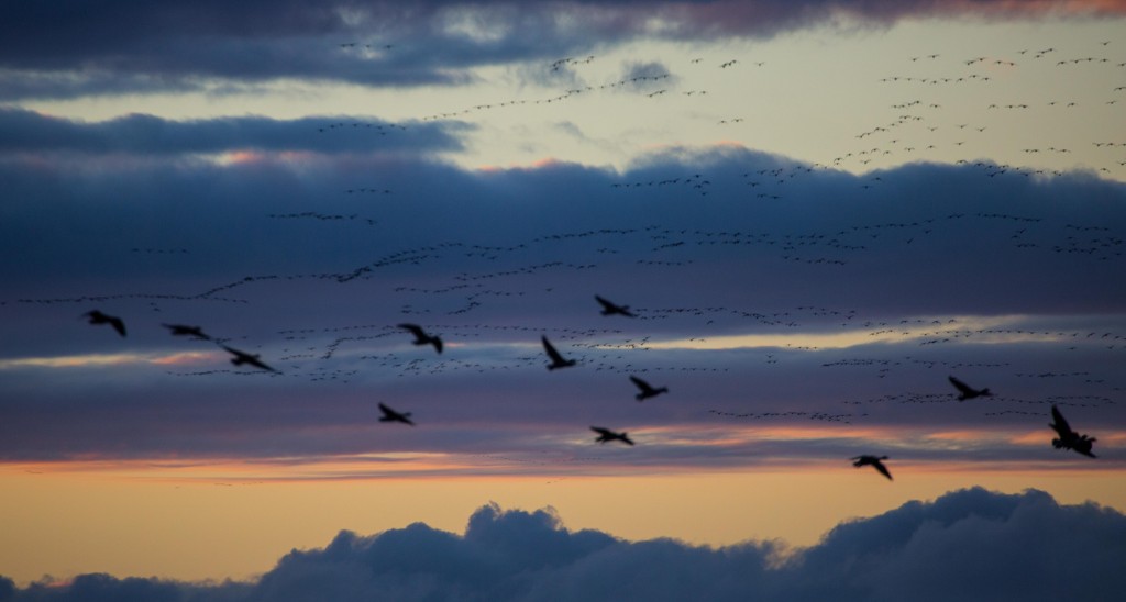 Pink-footed Geese returning to roost