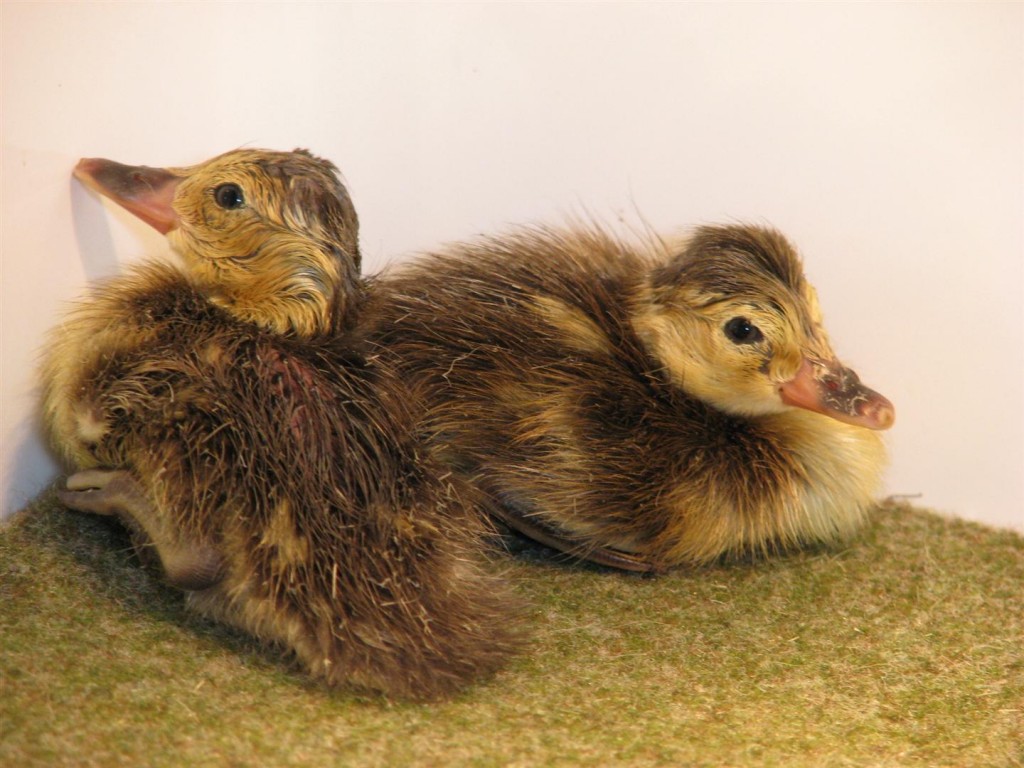 2 freshly hatched little ducklings.