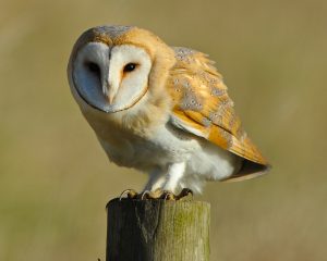 Barn owl by Kevin Williams