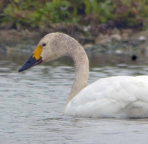 Bewick' SWAN 11 oCTOBER 2015, MJMcGill