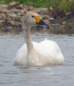 Bewick'Swan, 11 10 15, MJMcGill