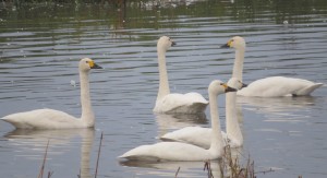 Bewick's swans at Friends Hide