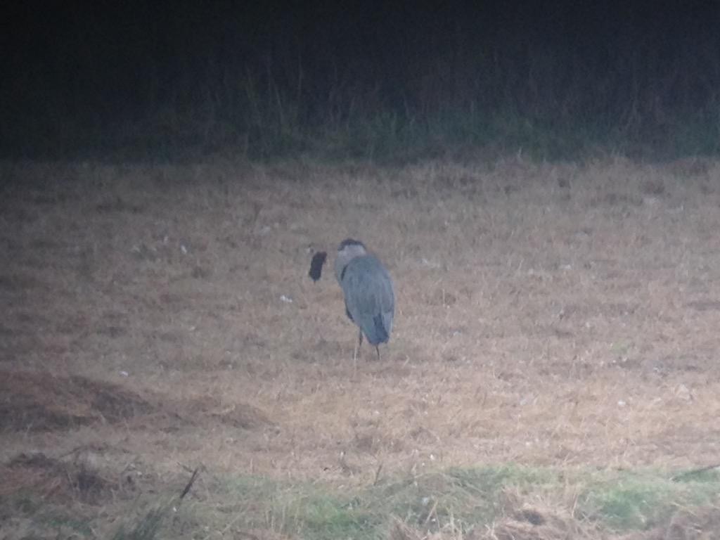 Grey Heron eats Mole (@SkeinNature / Graham Clarkson)