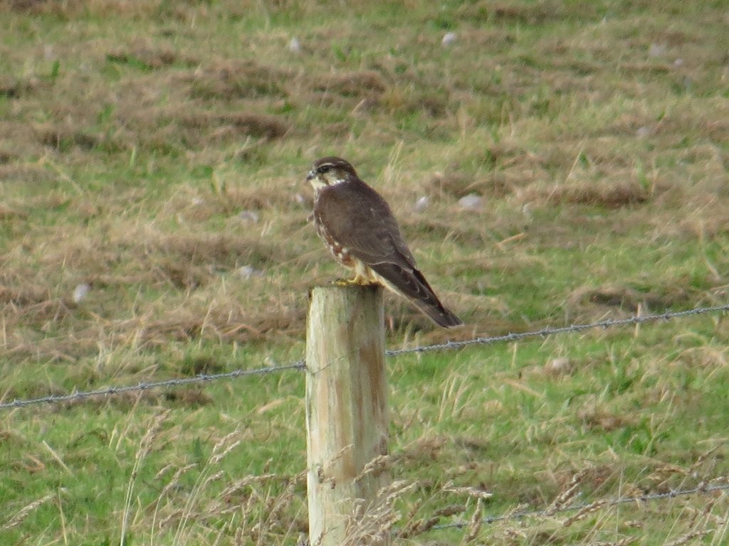 Yesterday's female Merlin from the United Utilities Hide (pic by @DarbyBug)