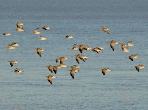 Curlew flock in flight