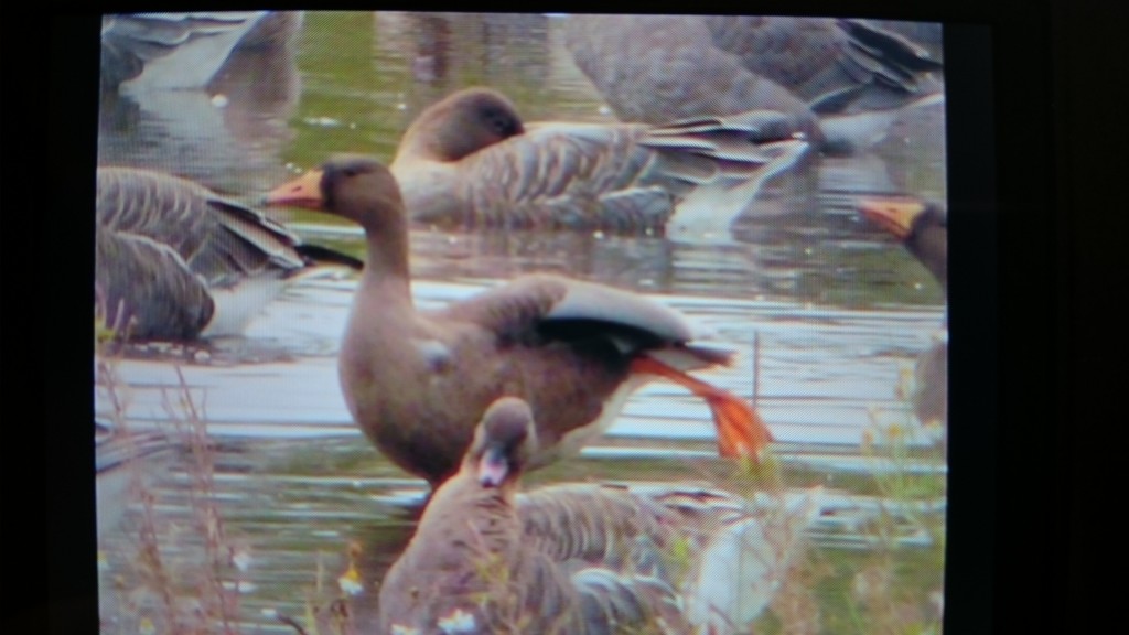 'Back of the camera shoot' Two juvenile Greenland White-fronted Geese (Steve Burke)