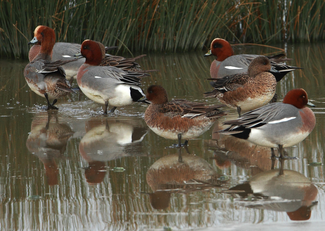 Small flock of Eurasian Wigeon by David White