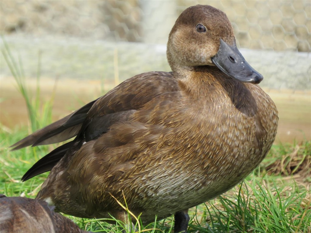 A juvenile 2015 female.