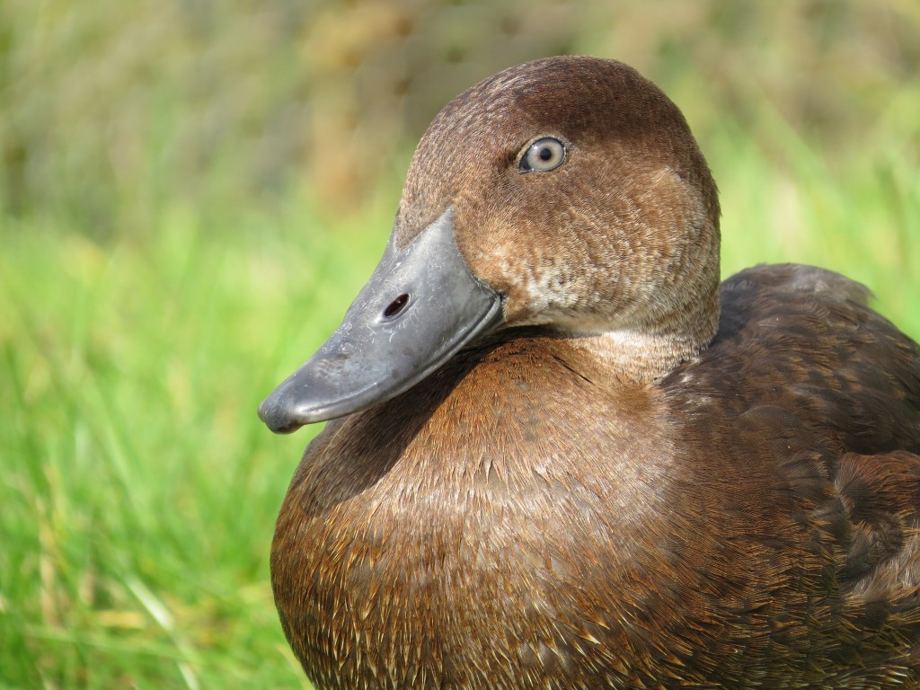 A handsome 2015 male.