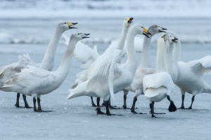 Whooper swans on ice by Simon Stirrup