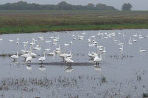 Whoopers at Friends hide