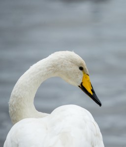 Whooper swan by Nigel Cooke