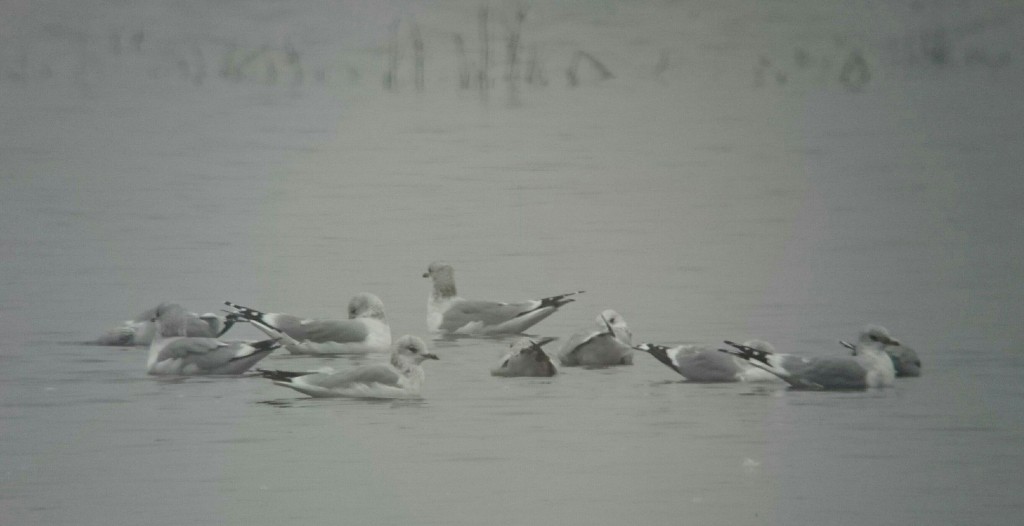 Common Gulls resting on the Mere