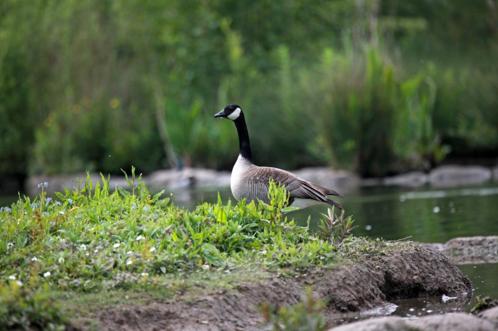 Canada Goose at Slimbridge by Ian Wade