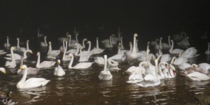 Floodlit swan feed